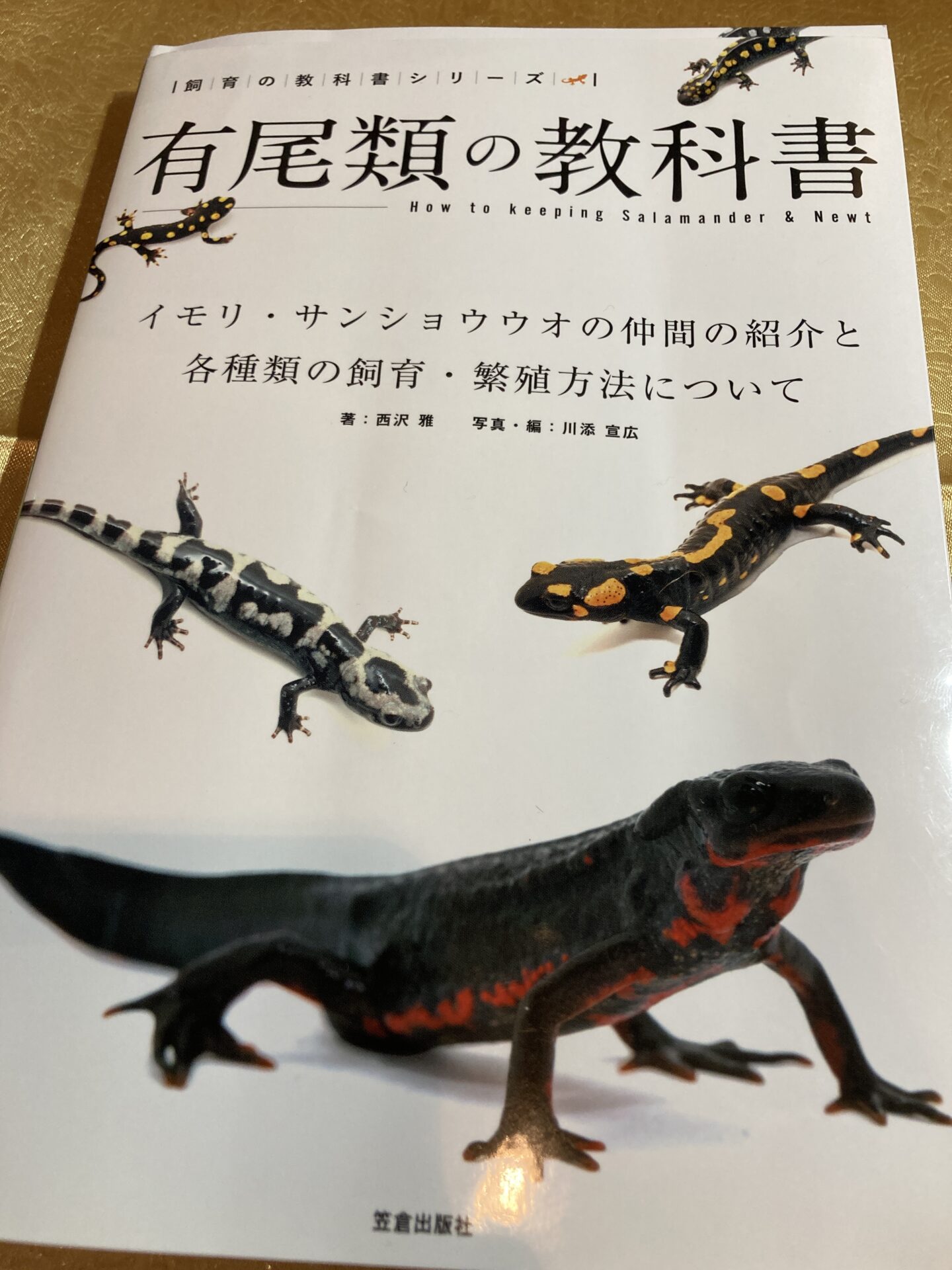 送料無料】有尾類 イモリ サンショウウオ 動物 爬虫類 両生類 洋書