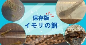 アメイロイボイモリ（卵・幼生）の飼育方法｜餌や水温について | いもりBlog