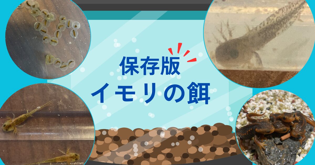 保存版】イモリの餌と頻度について徹底解説！｜家にあるもので代用できる？食べない時は？ | いもりBlog